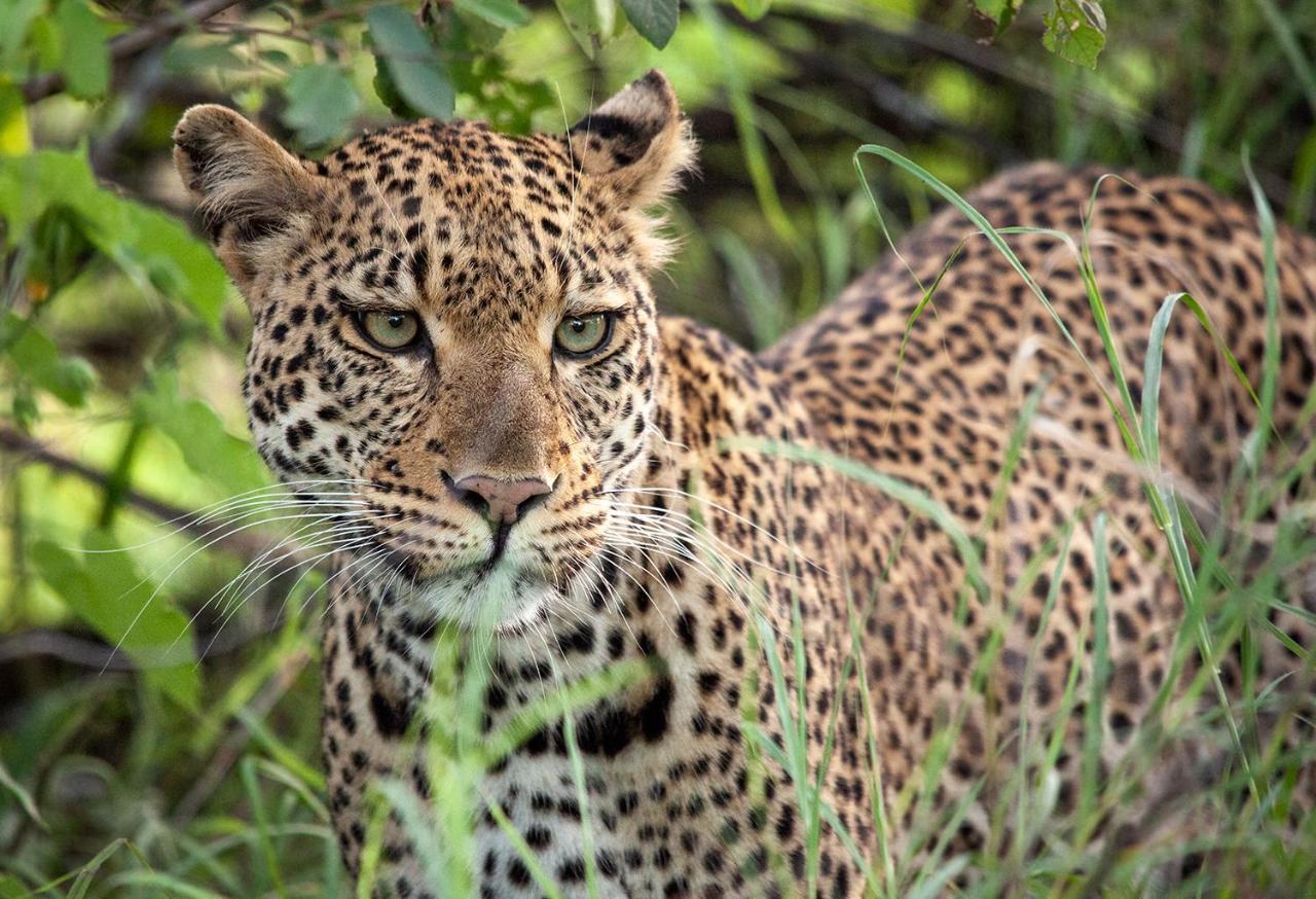 Karongwe Portfolio - Becks Safari Lodge Karongwe Game Reserve Екстериор снимка