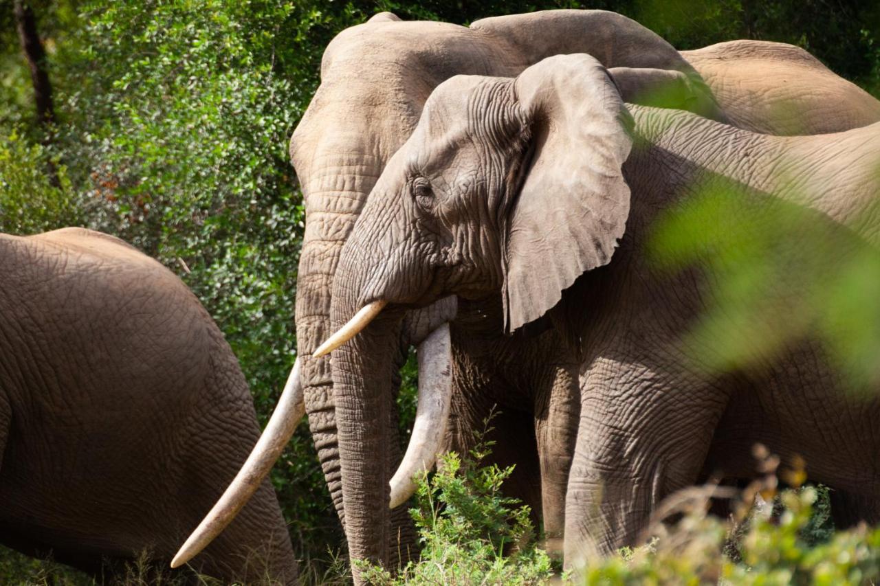 Karongwe Portfolio - Becks Safari Lodge Karongwe Game Reserve Екстериор снимка