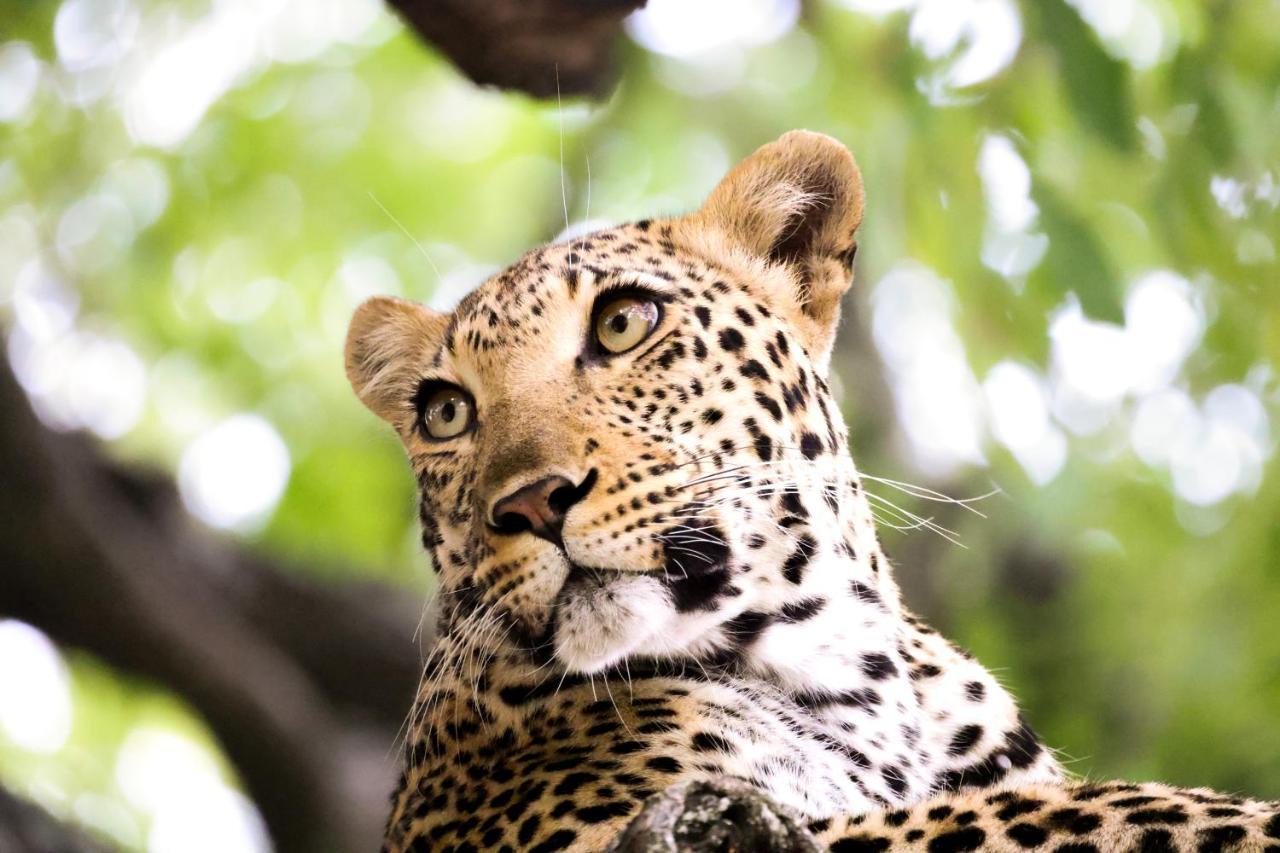 Karongwe Portfolio - Becks Safari Lodge Karongwe Game Reserve Екстериор снимка
