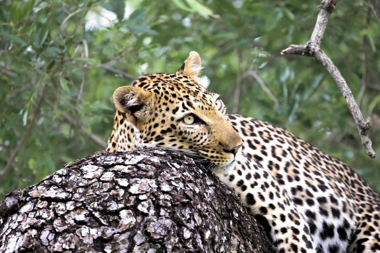 Karongwe Portfolio - Becks Safari Lodge Karongwe Game Reserve Екстериор снимка