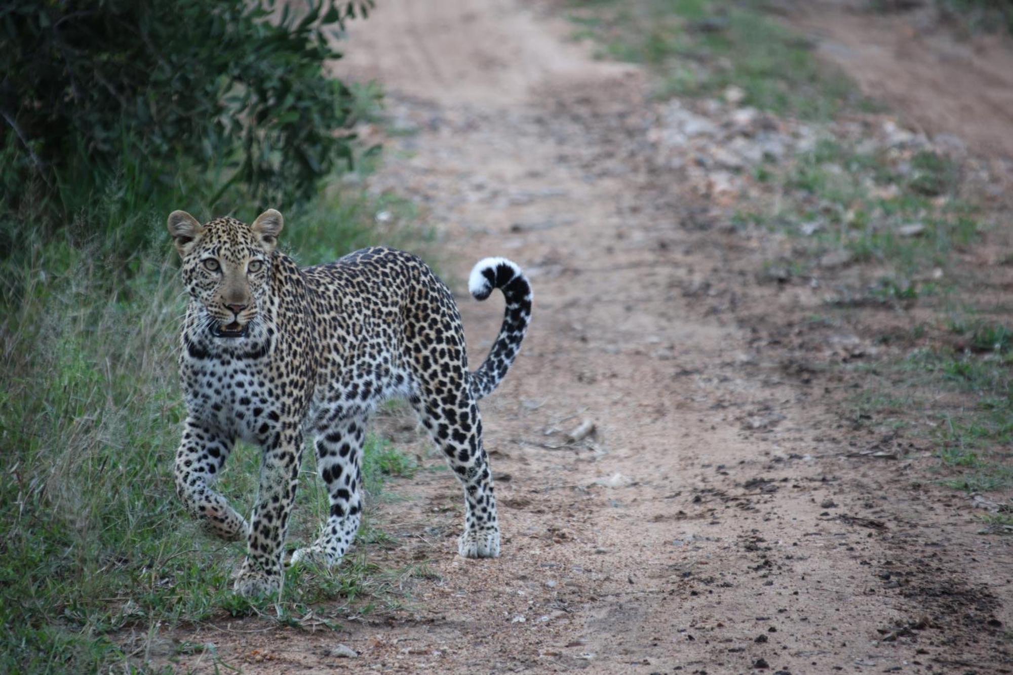 Karongwe Portfolio - Becks Safari Lodge Karongwe Game Reserve Екстериор снимка