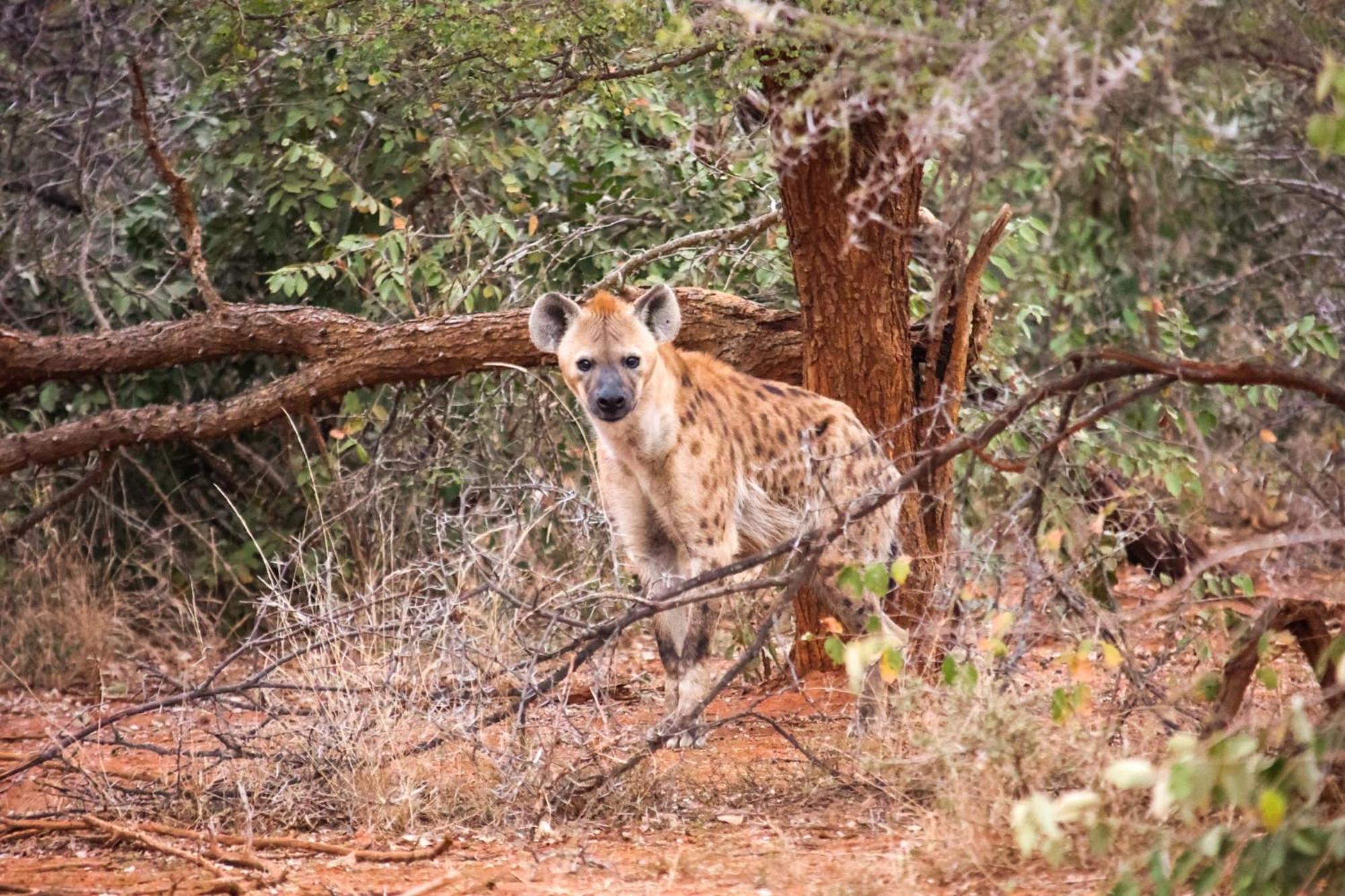 Karongwe Portfolio - Becks Safari Lodge Karongwe Game Reserve Екстериор снимка