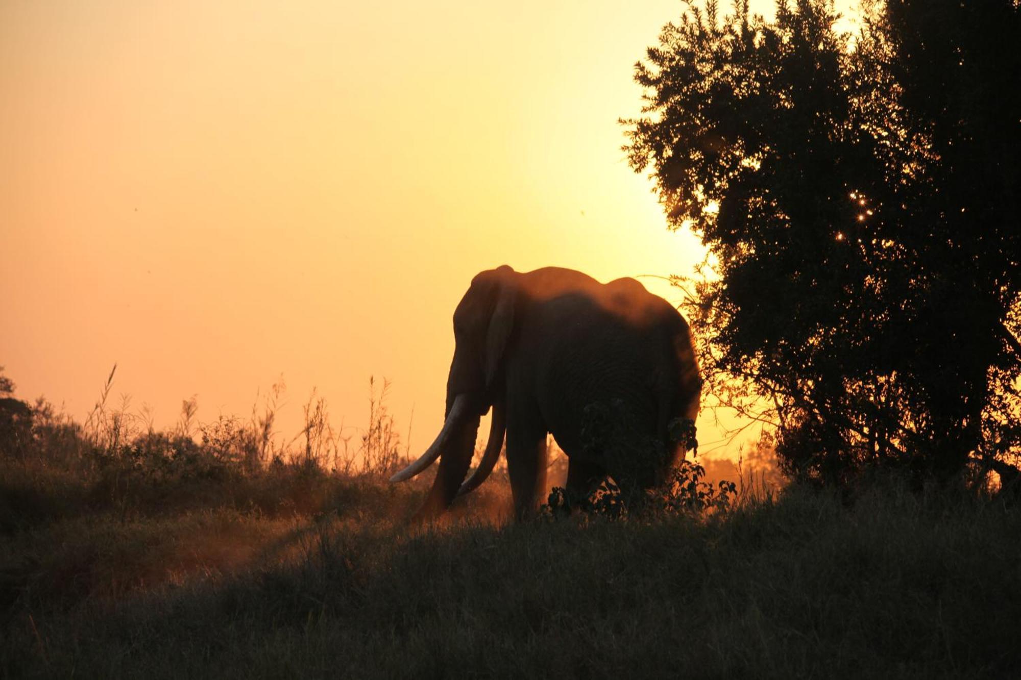 Karongwe Portfolio - Becks Safari Lodge Karongwe Game Reserve Екстериор снимка