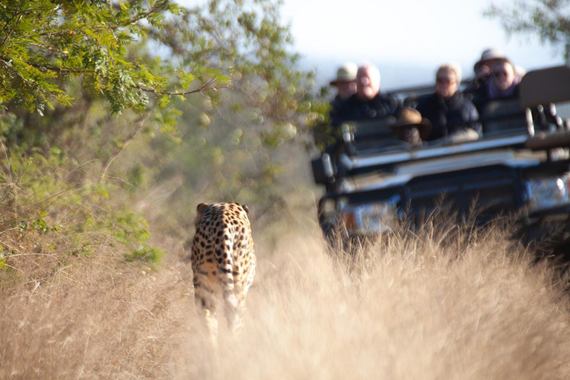 Karongwe Portfolio - Becks Safari Lodge Karongwe Game Reserve Екстериор снимка
