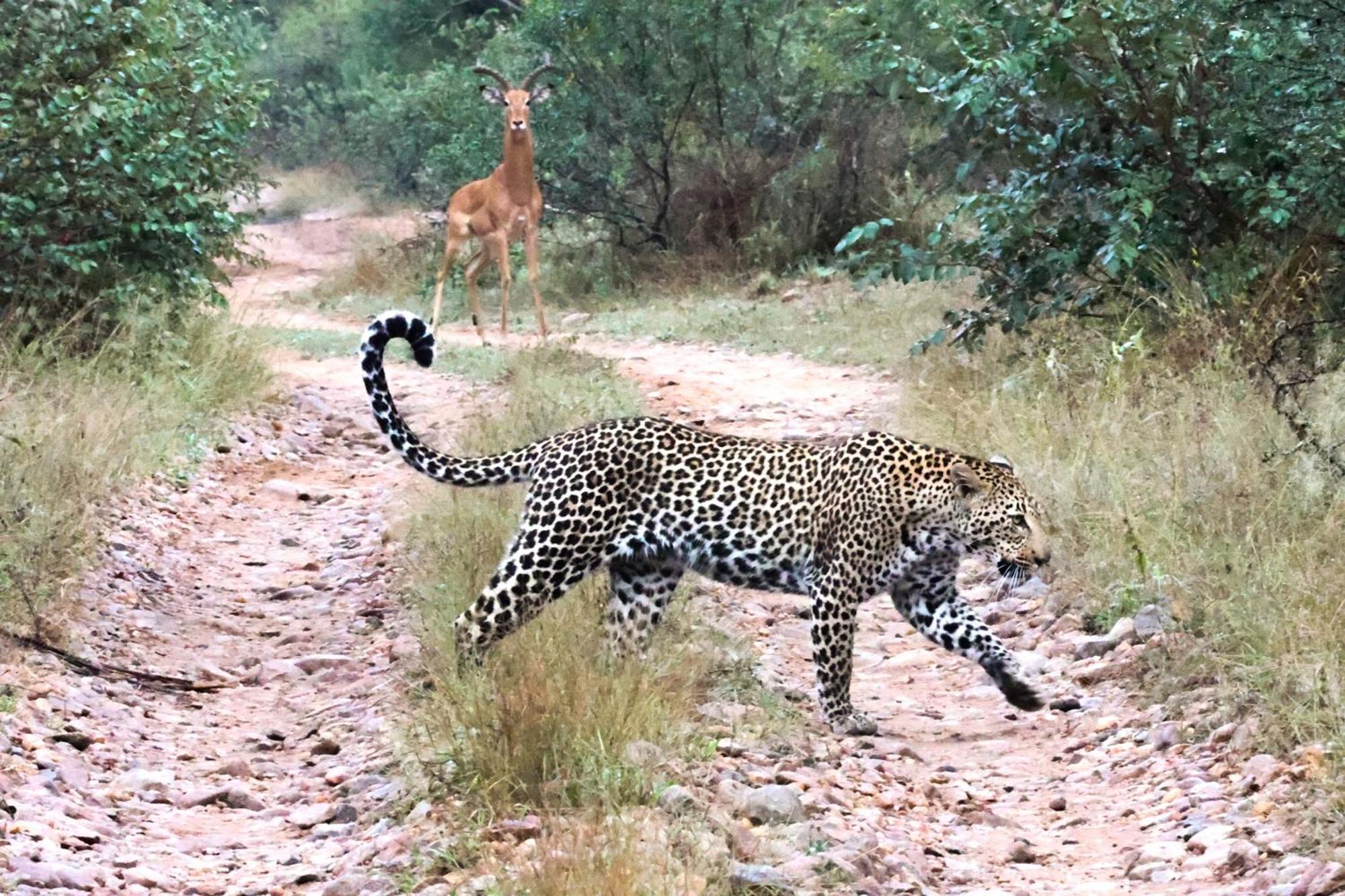Karongwe Portfolio - Becks Safari Lodge Karongwe Game Reserve Екстериор снимка