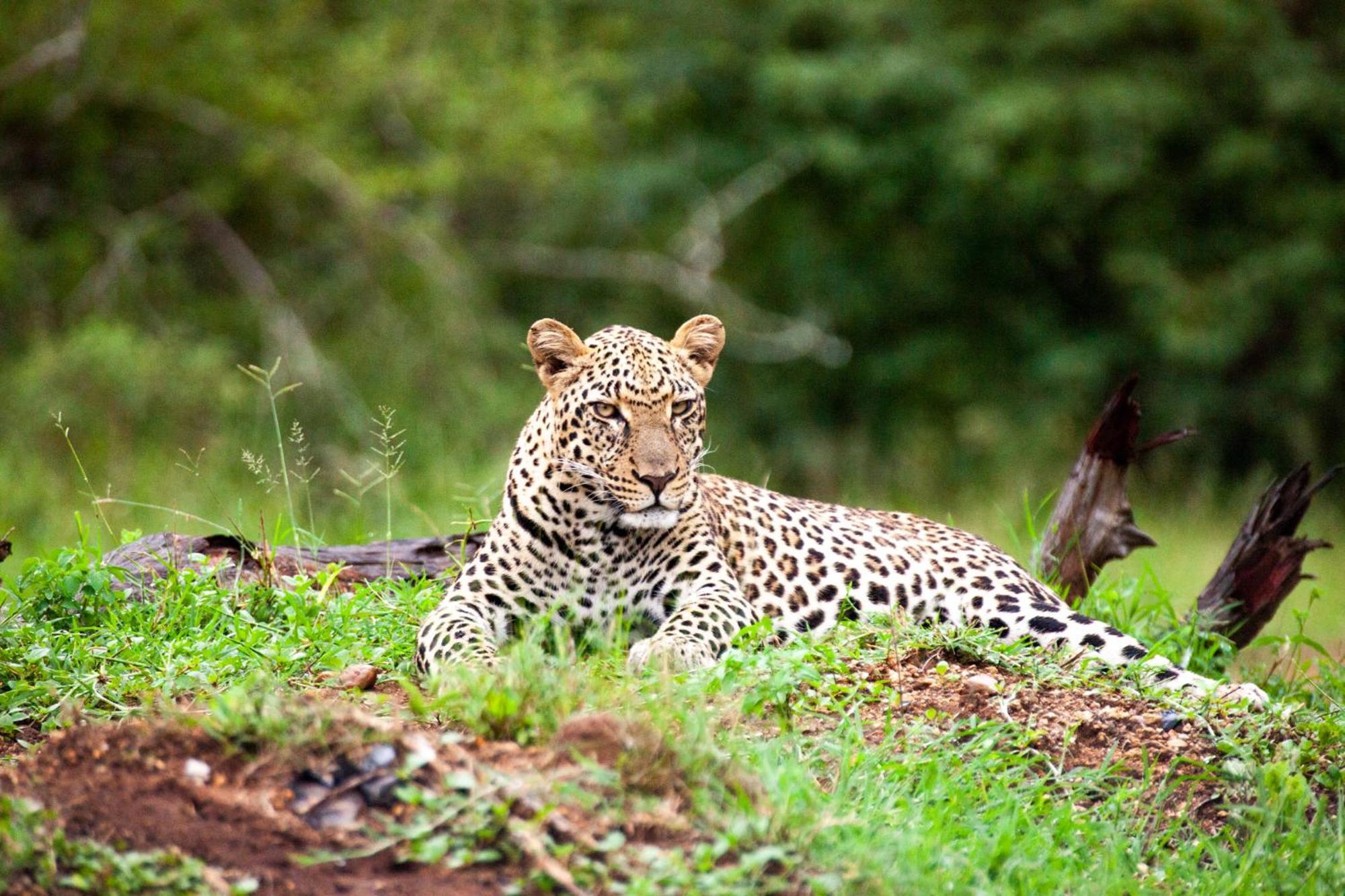 Karongwe Portfolio - Becks Safari Lodge Karongwe Game Reserve Екстериор снимка
