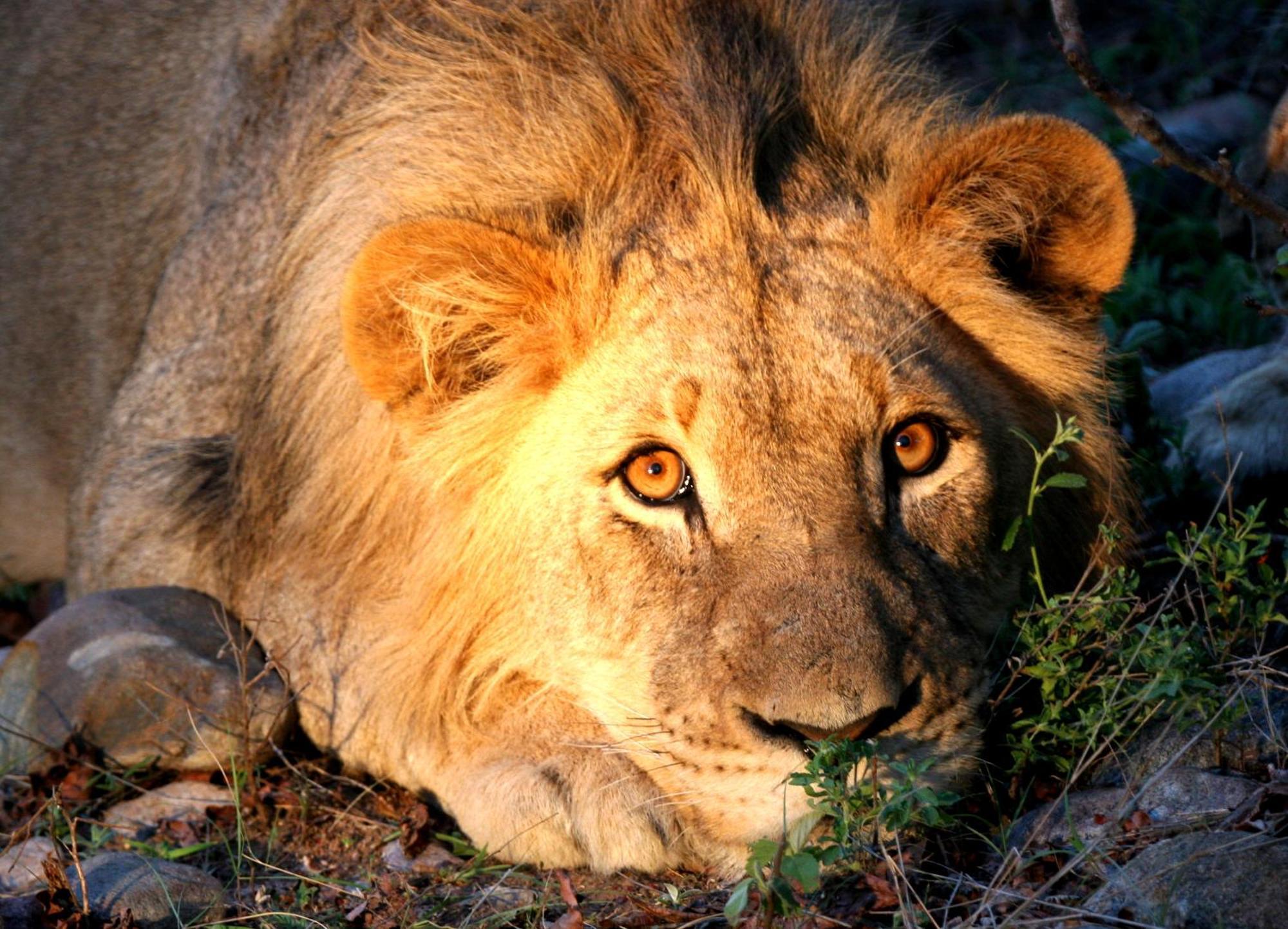 Karongwe Portfolio - Becks Safari Lodge Karongwe Game Reserve Екстериор снимка