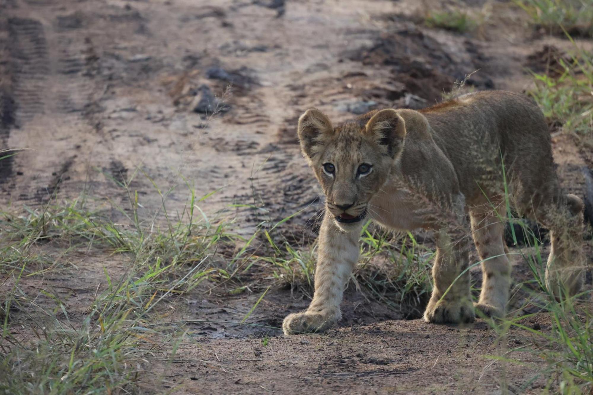 Karongwe Portfolio - Becks Safari Lodge Karongwe Game Reserve Екстериор снимка
