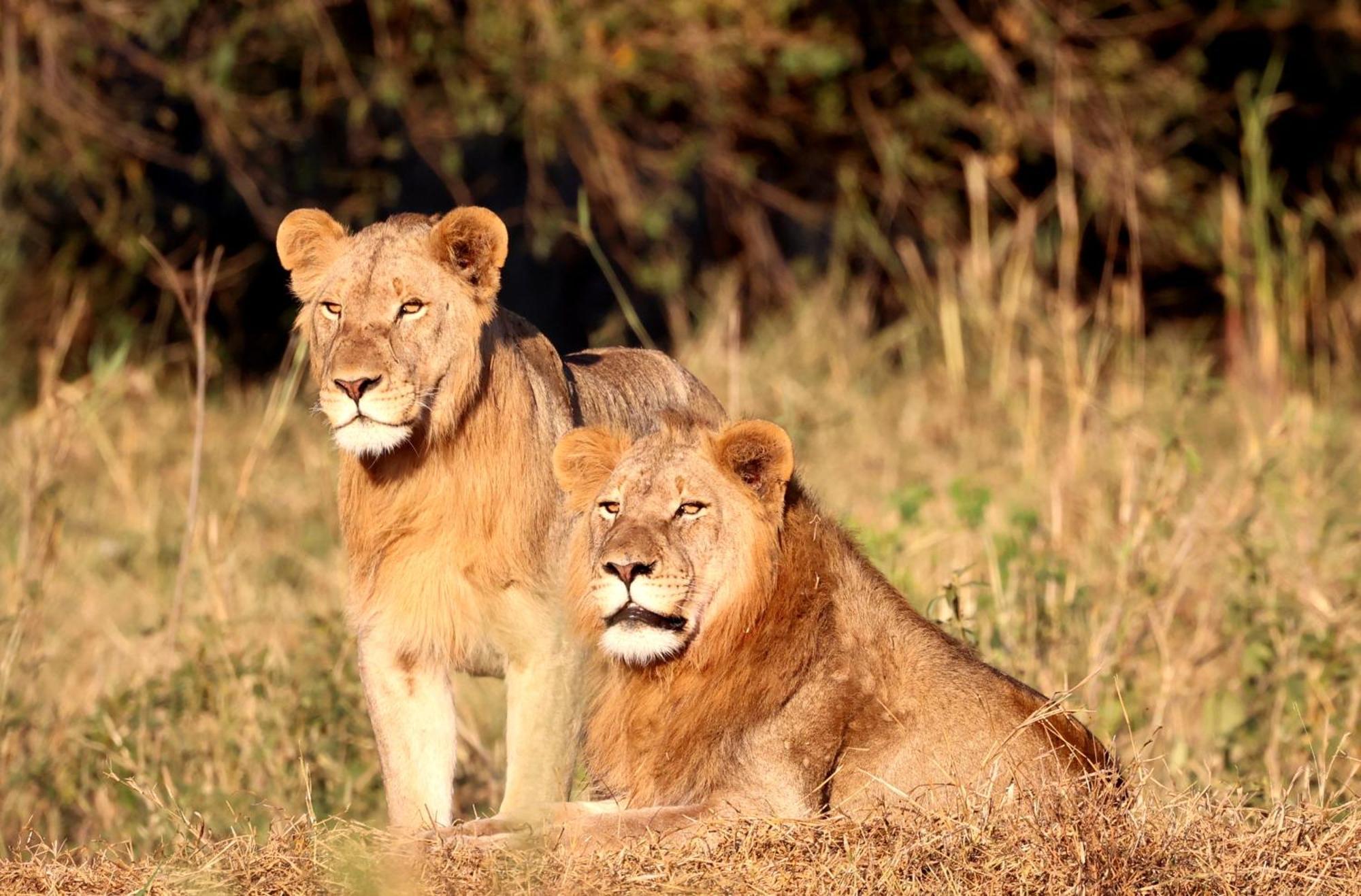 Karongwe Portfolio - Becks Safari Lodge Karongwe Game Reserve Екстериор снимка