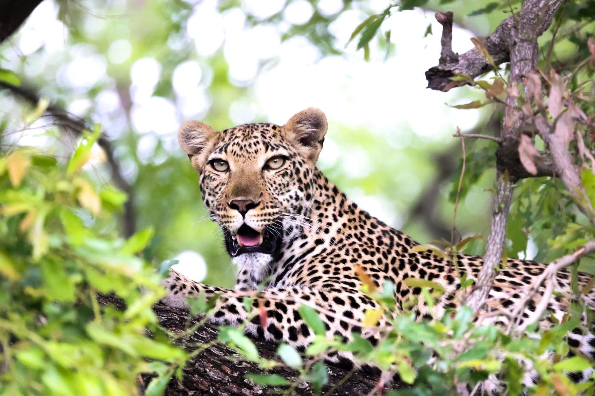 Karongwe Portfolio - Becks Safari Lodge Karongwe Game Reserve Екстериор снимка