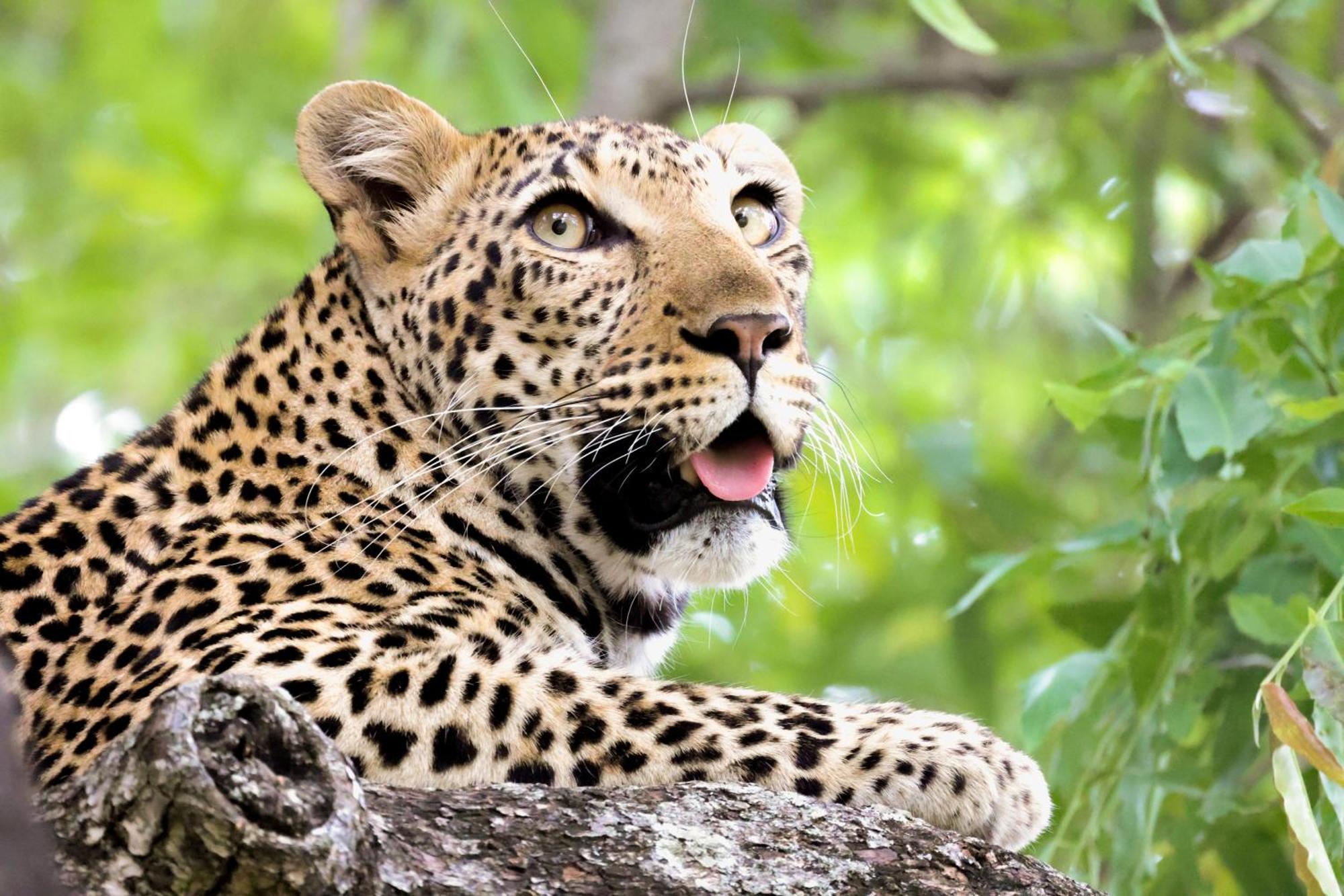 Karongwe Portfolio - Becks Safari Lodge Karongwe Game Reserve Екстериор снимка